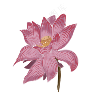 一朵盛开的荷花免抠创意插图