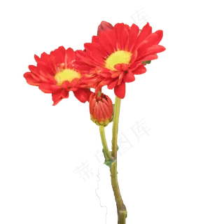 美丽花束大自然赠