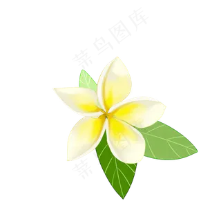 一朵鸡蛋花 一朵鸡蛋花