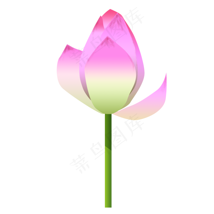 红色盛开的荷花免抠图(2000X2000(DPI:300))psd模版下载
