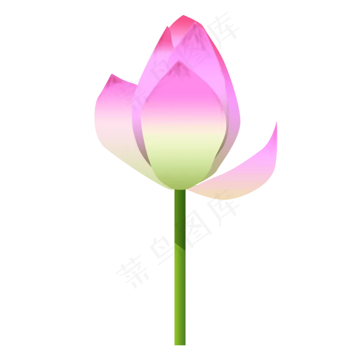 红色盛开的荷花免抠图(2000X2000(DPI:300))psd模版下载