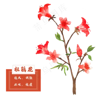 杜鹃花花类中草药材水彩植物花卉