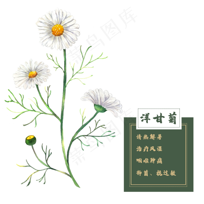 洋甘菊花类中草药水彩植物