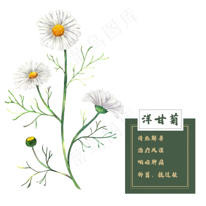 洋甘菊花类中草药水彩植物(2500X2500(DPI:300))psd模版下载