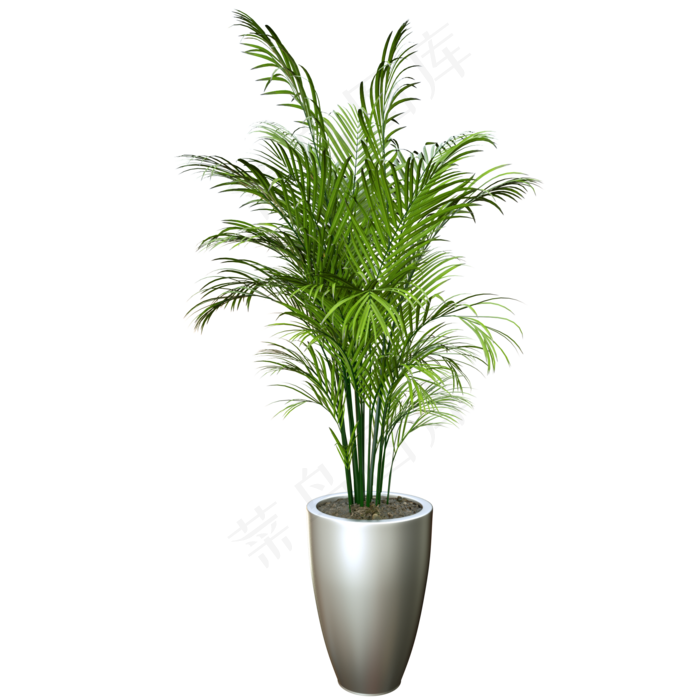 散尾葵盆栽,免抠元素