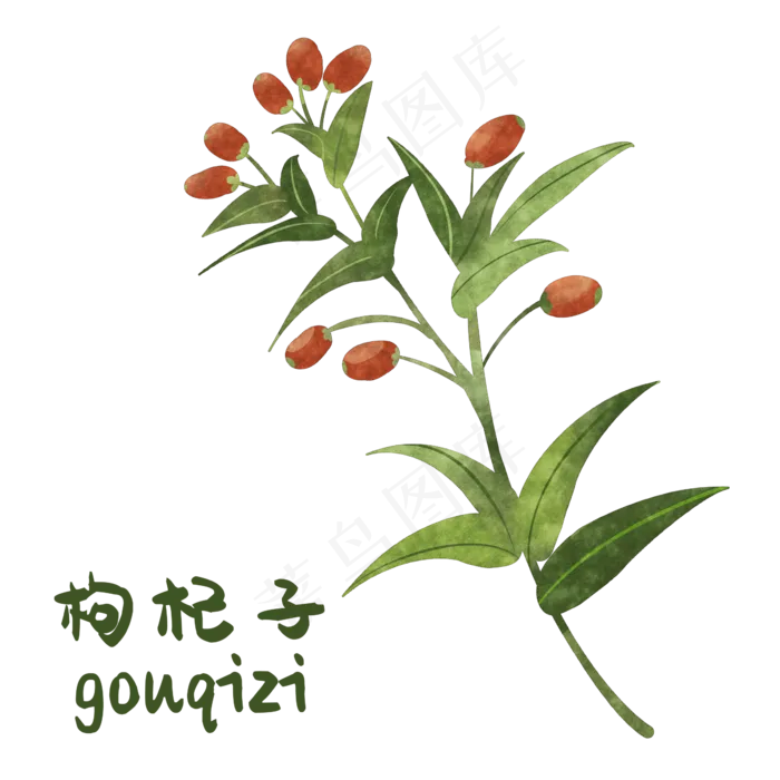 手绘彩色中药枸杞装饰画,免抠元素(2362*2362px 300 dpi )psd模版下载