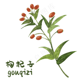 手绘彩色中药枸杞装饰画,免抠元素