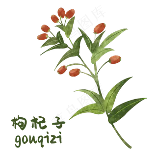 手绘彩色中药枸杞装饰画,免抠元素