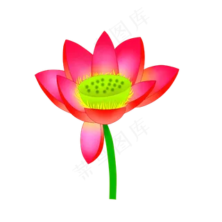一朵盛开的荷花PNG图案