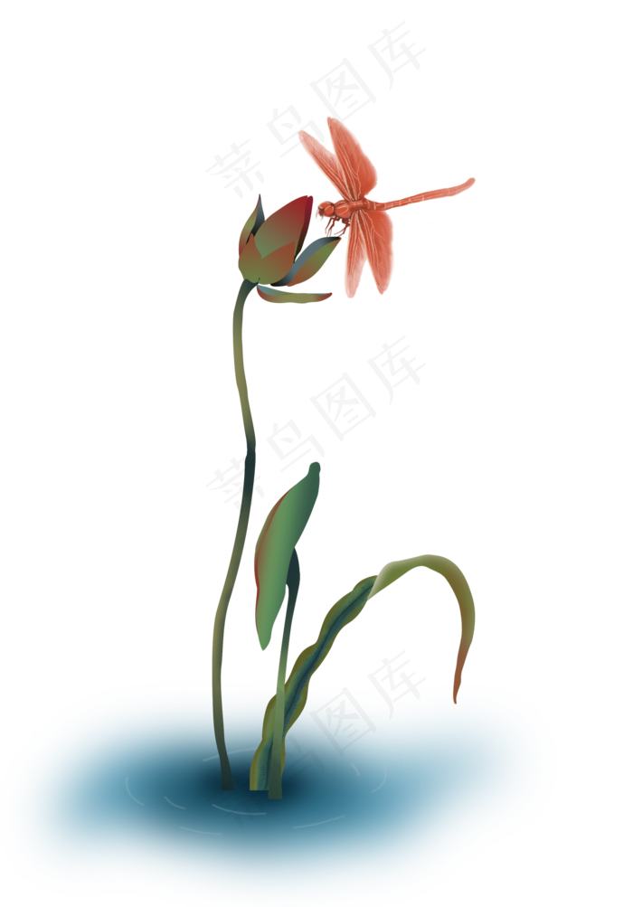 水里的荷花和蜻蜓