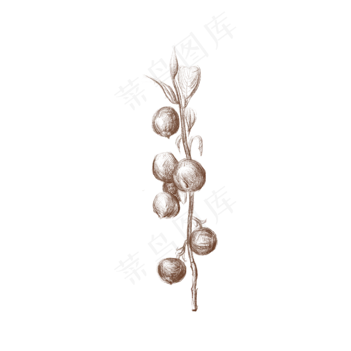 素描蔓越莓(2000*2000px 300 dpi )ai矢量模版下载