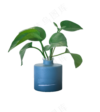 小盆栽绿植,免抠元素