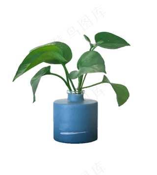 小盆栽绿植,免抠元素