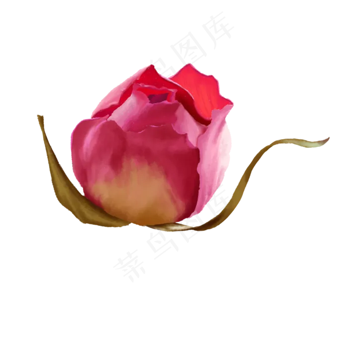 养生滋补玫瑰花茶(2000X2000(DPI:300))psd模版下载