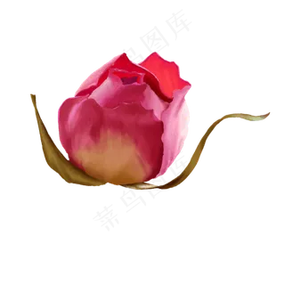 养生滋补玫瑰花茶