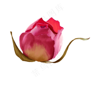 养生滋补玫瑰花茶