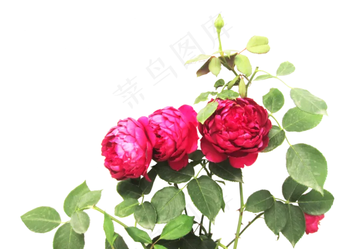 玫瑰花朵免扣(3000X3000(DPI:300))