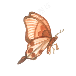 枯叶水红棕色蝴蝶透明翅膀昆虫PNG,免抠元素