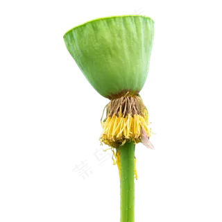 绿色莲蓬