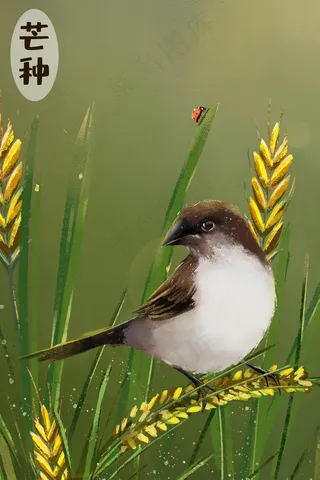 芒种黄昏稻田小鸟