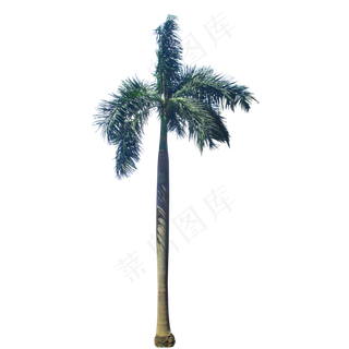 一颗椰子树,免抠元素
