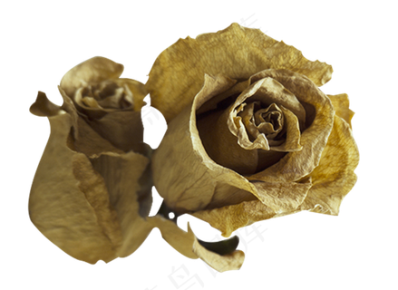 枯萎的玫瑰