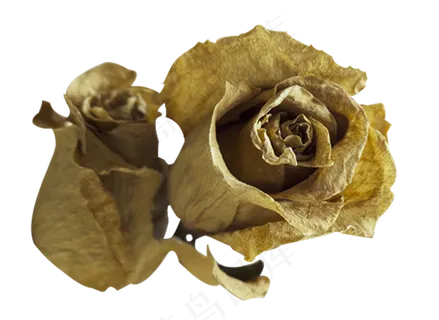 枯萎的玫瑰