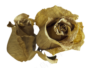 枯萎的玫瑰