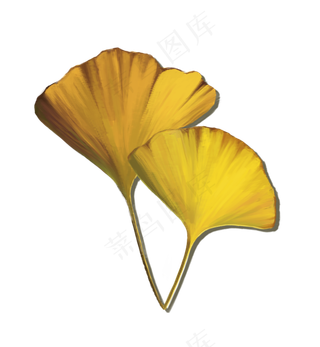 秋日银杏叶手绘图案素材