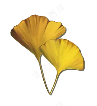 秋日银杏叶手绘图案素材