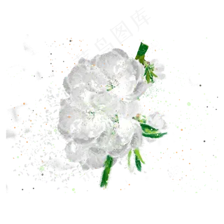 白色荼蘼花手绘花卉