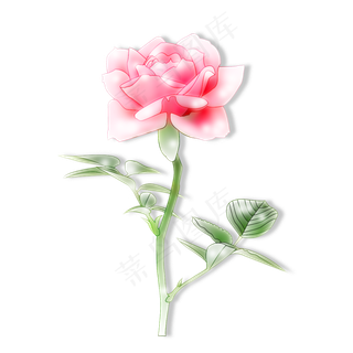 一支带绿叶的红花