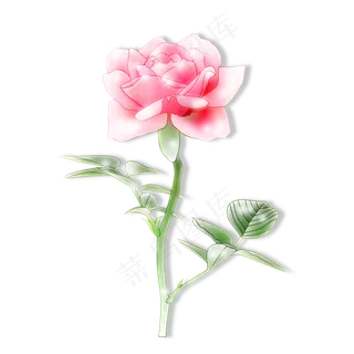 一支带绿叶的红花 一支带绿叶的红花