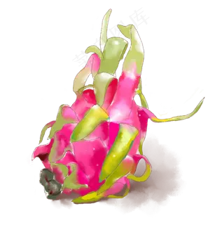 水彩小清新水果玫红色火龙果