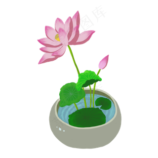 植物鲜花荷花荷叶