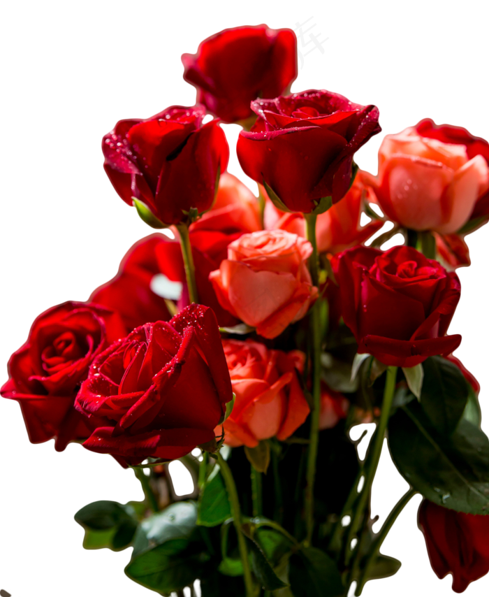 手捧玫瑰花(1333X1626(DPI:300))psd模版下载