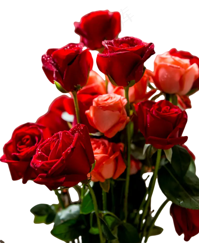 手捧玫瑰花(1333X1626(DPI:300))psd模版下载