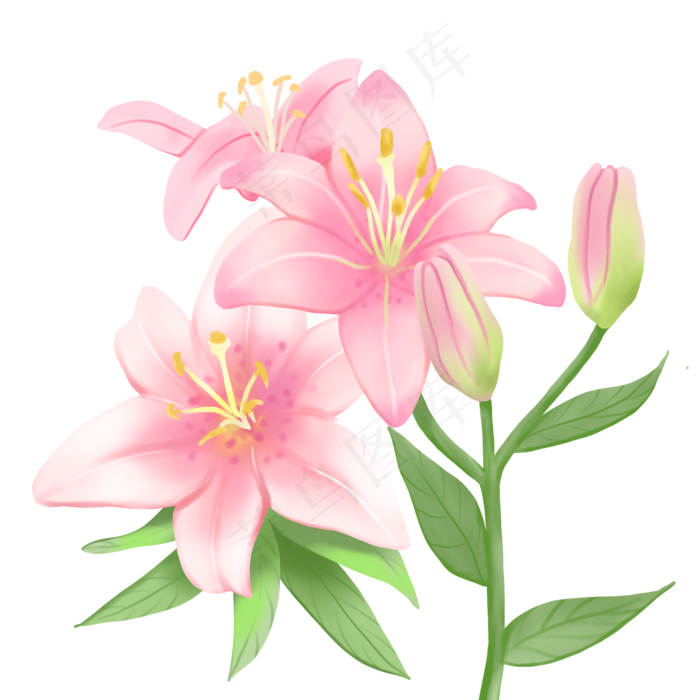 植物花类百合花装饰手绘,免抠元素(2000X2000(DPI:300))psd模版下载