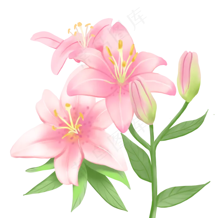植物花类百合花装饰手绘,免抠元素(2000X2000(DPI:300))psd模版下载