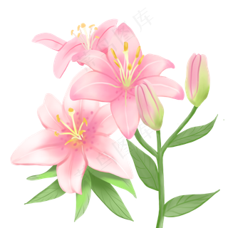 植物花类百合花装饰手绘,免抠元素