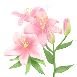 植物花类百合花装饰手绘,免抠元素 植物花类百合花装饰手绘,免抠元素