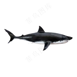 大白鲨鱼,免抠元素