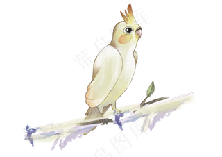 水彩可爱观赏鸟类,免抠元素