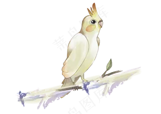 水彩可爱观赏鸟类,免抠元素