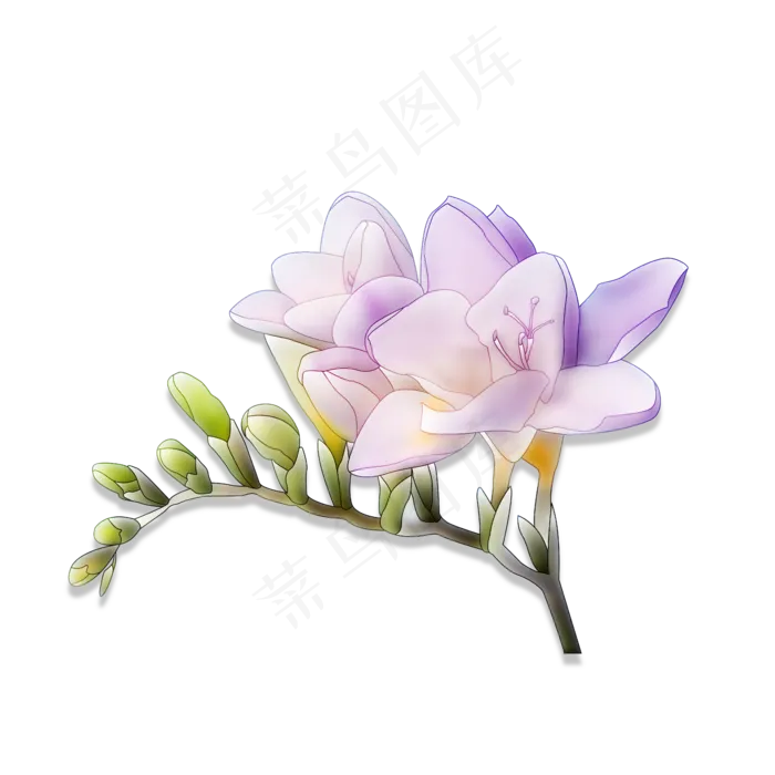 紫色花朵绿色嫩芽(4724X4724(DPI:300))psd模版下载