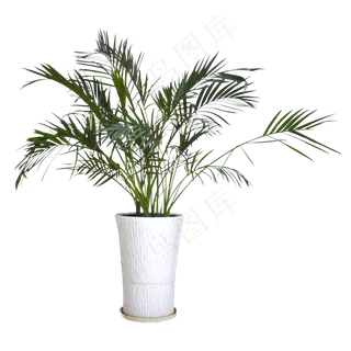 大型白色花盆的植物