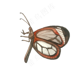 透明蝴蝶昆虫翅膀枯叶蝶棕色PNG,免抠元素
