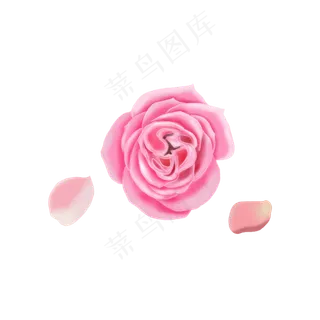 粉色玫瑰花瓣漂浮素材免费下载 粉色玫瑰花瓣漂浮素材免费下载
