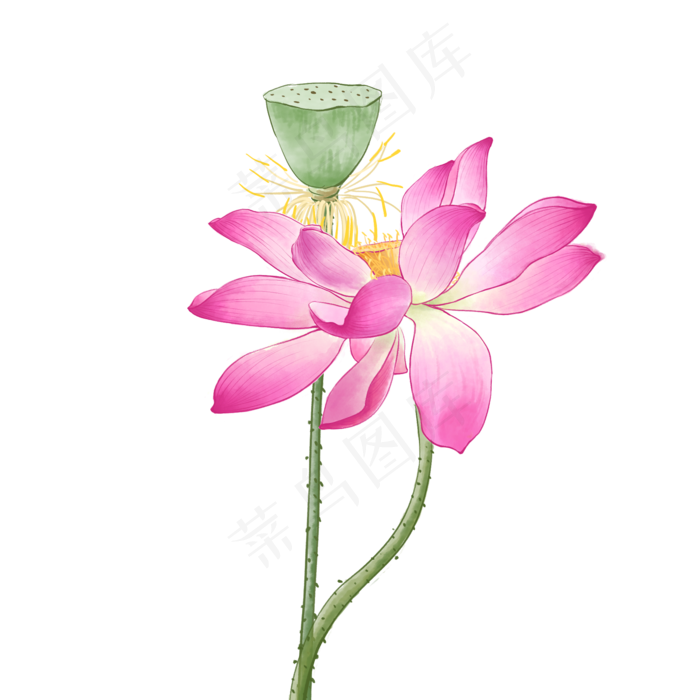 中国风荷花水彩画,免抠元素