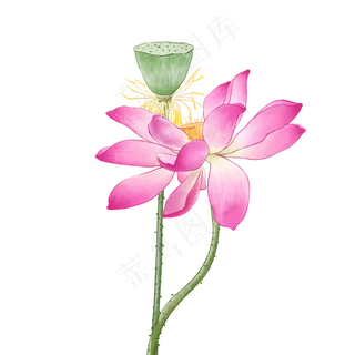 中国风荷花水彩画,免抠元素